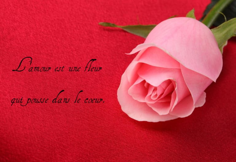 L’amour est une fleur : citations et pensées romantiques
