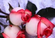 Voeux de mariage (belles idées textes) Félicitations pour vous être dit oui