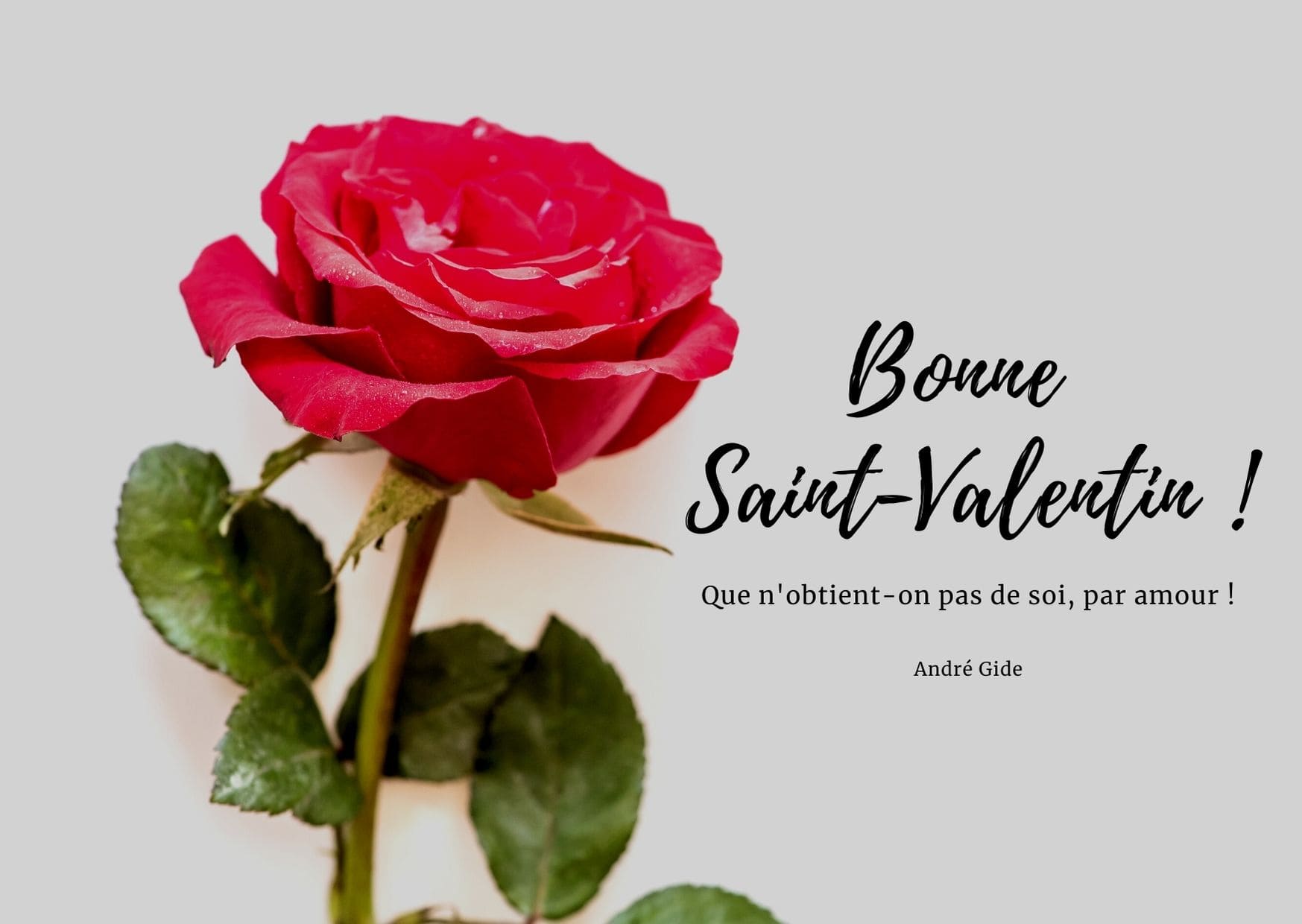 je vous aime plus chaque jour Boofle saint valentin carte cartes de la Saint-Valentin Valentine